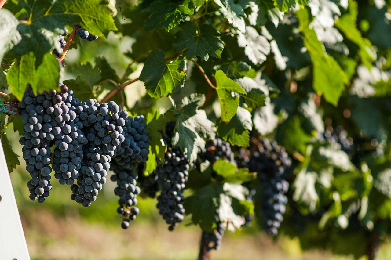 Weinberg Weintrauben Ranke - Kostenloses Foto auf Pixabay - Pixabay Weinberg Weintrauben Ranke - Kostenloses Foto auf Pixabay - Pixabay
