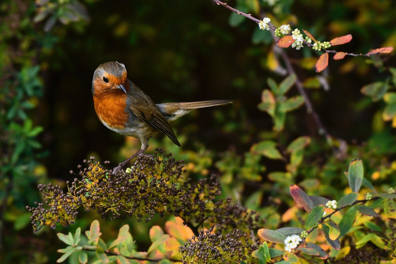 oiseau-songbird-rouge-gorge-photo-gratuite-sur-pixabay-pixabay