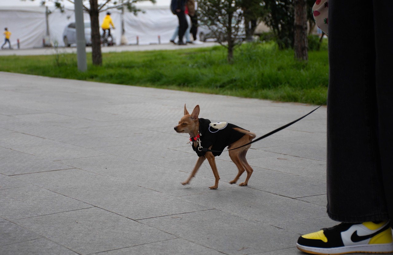 犬 ペット - Pixabayの無料写真 - Pixabay