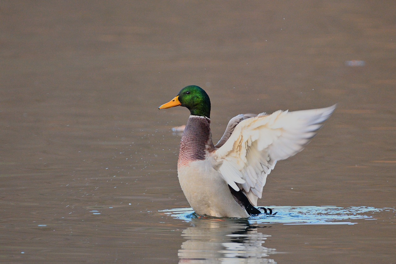 Pájaro Pato Real Ornitología - Foto gratis en Pixabay - Pixabay