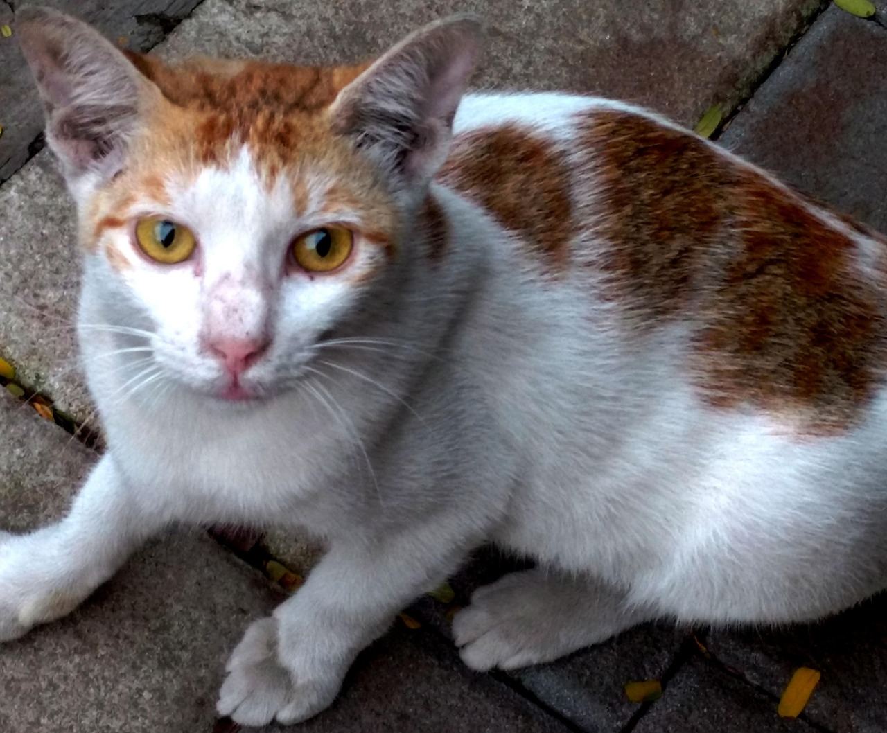 Animal Eyes - Free photo on Pixabay - Pixabay