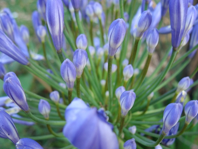 Free Agapanthus Nature photo and picture