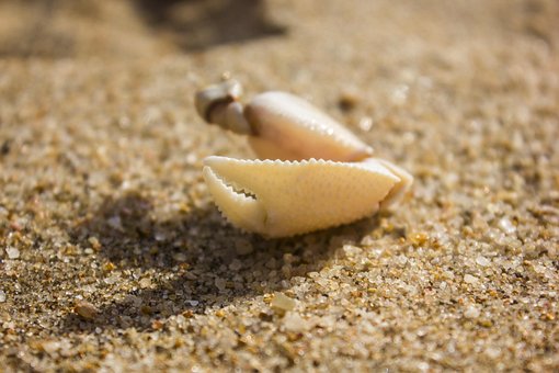 Free Claw Crab photo and picture