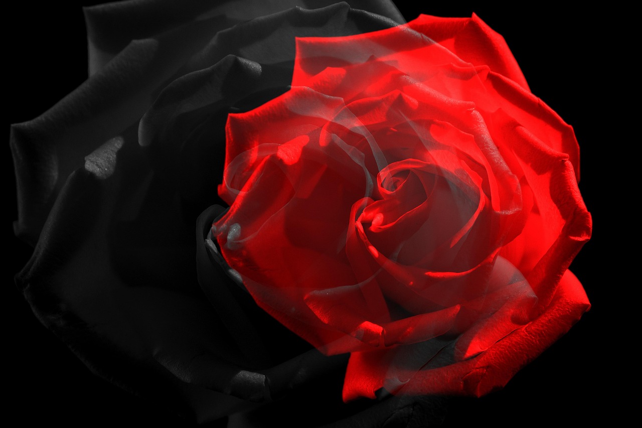 Rotting Roses Background Rose Red Rote - Kostenloses Foto auf Pixabay - Pixabay