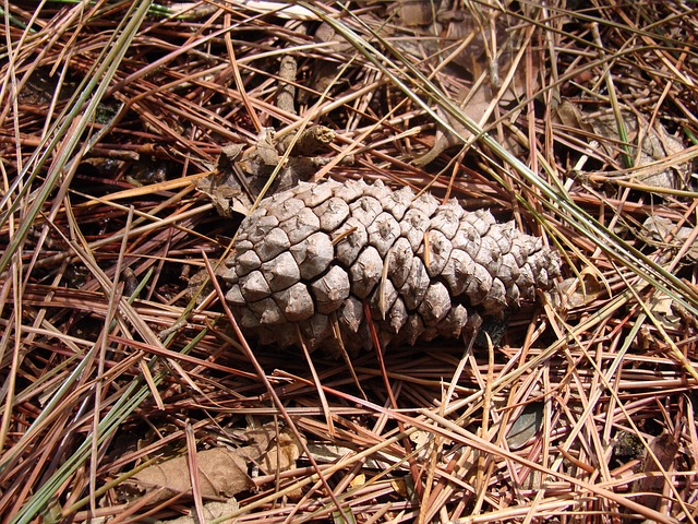 Free Pine Cone Conifers photo and picture