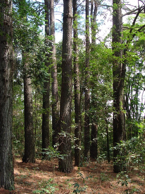 Free Trees Woods photo and picture