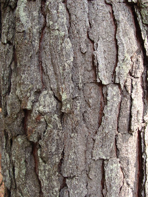 Free Pine Pine Bark photo and picture