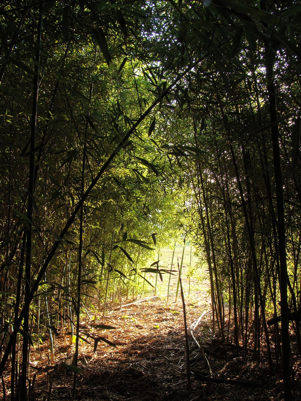 Bamboo Grove Forest Free photo on Pixabay Pixabay