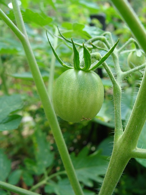 Free Tomato Vegetables photo and picture