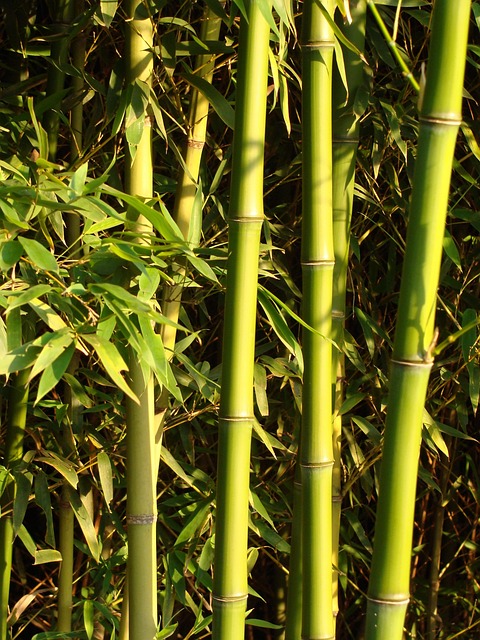 Free Bamboo Bamboo Grove photo and picture
