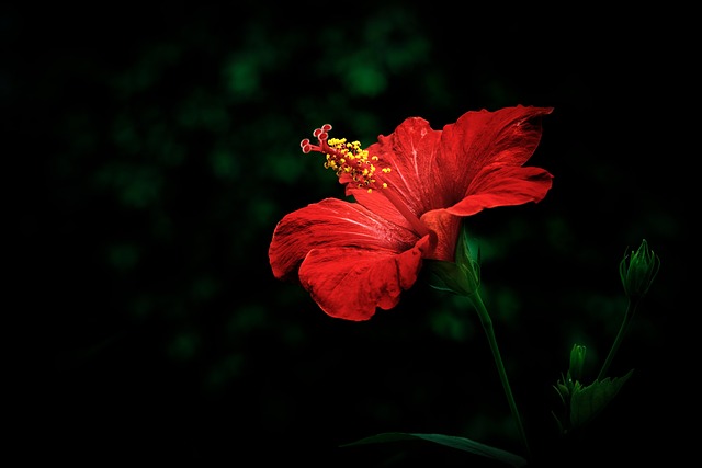 Hibiscus, Bloem Achtergrond