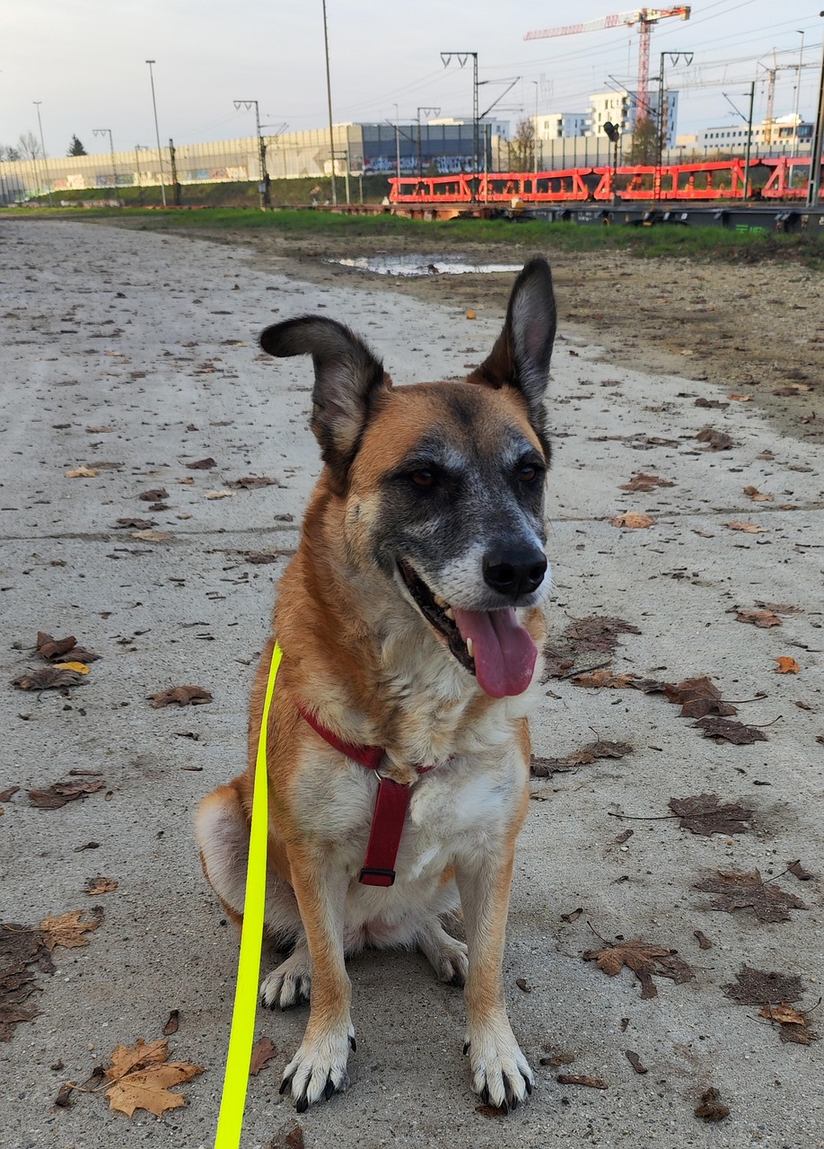 Malinois Belgian Shepherd Dog - Free photo on Pixabay