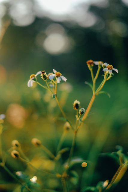 Free Flowers Flower Wallpaper photo and picture