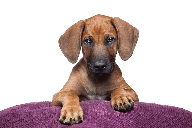 Rhodesian Ridgeback, Hundeportrait
