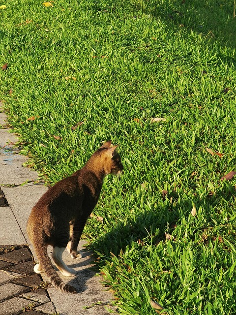 Katze, Grünland, Tier, Jagd, Park