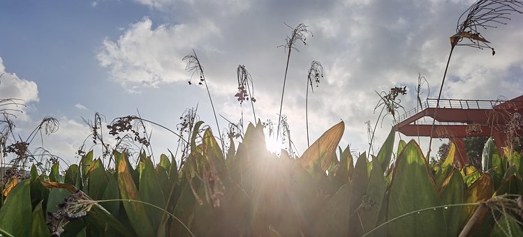Sonne, Sonnenaufgang, Pflanze, Morgen