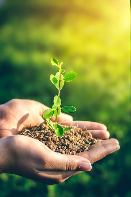 Free Plant Planting photo and picture