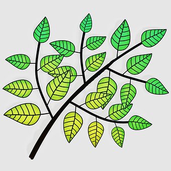 Folhas, Natureza, Árvore, Recortar