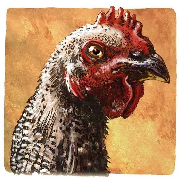 Free Hen Chicken illustration and picture
