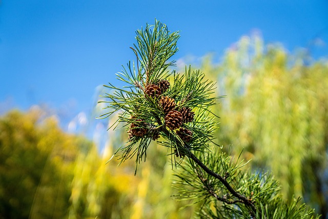 有天赋的人 植物 松树 - Pixabay上的免费照片 - Pixabay