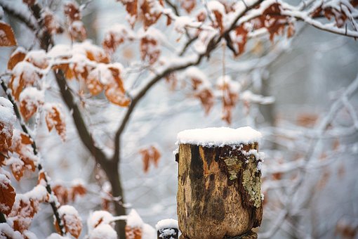 Free Snow Winter photo and picture