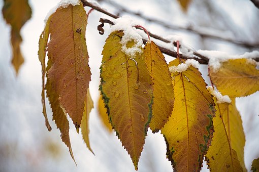 Free Leaves Snow photo and picture
