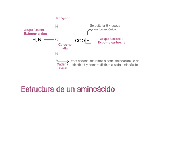Protein Amino Without The Nutritional Foundation: Protein and Amino Acids
