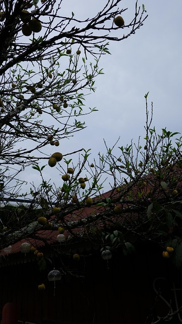 Free Tree Peaches photo and picture
