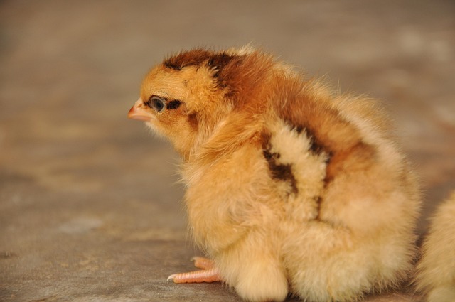 Free Chick Chicken photo and picture