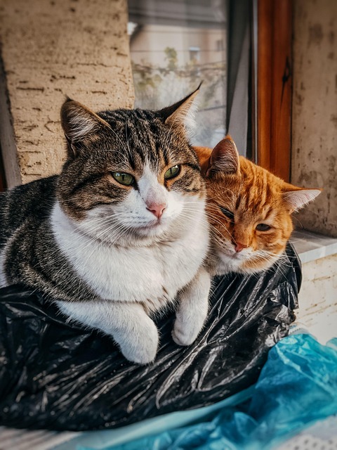 Kat, Pot, Cute, Vacht, Turkije, Konya