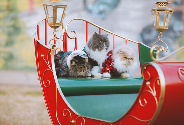 Free Christmas Sleigh photo and picture Free Christmas Sleigh photo and picture