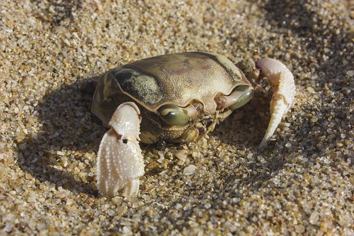 Free Crab Dead photo and picture