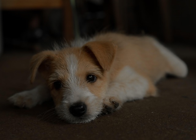 Free Puppy Animal photo and picture