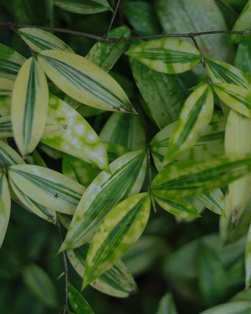 Free Leaf Green photo and picture