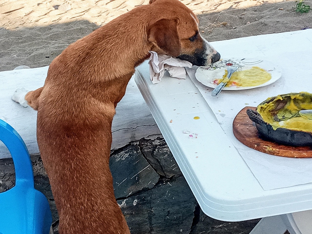 Dogs Dogsofinstagram Dog Photo Gratuite Sur Pixabay Pixabay