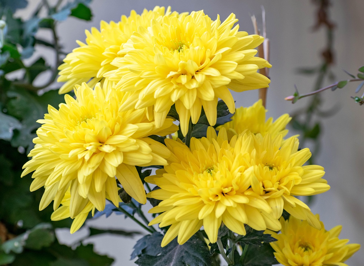 Chrysanthemum Vine At Ken Escobar Blog Chrysanthemum Vine At Ken Escobar Blog