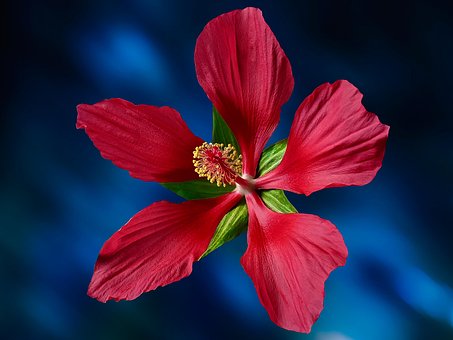 100以上の無料中国のローズ 花画像 Pixabay