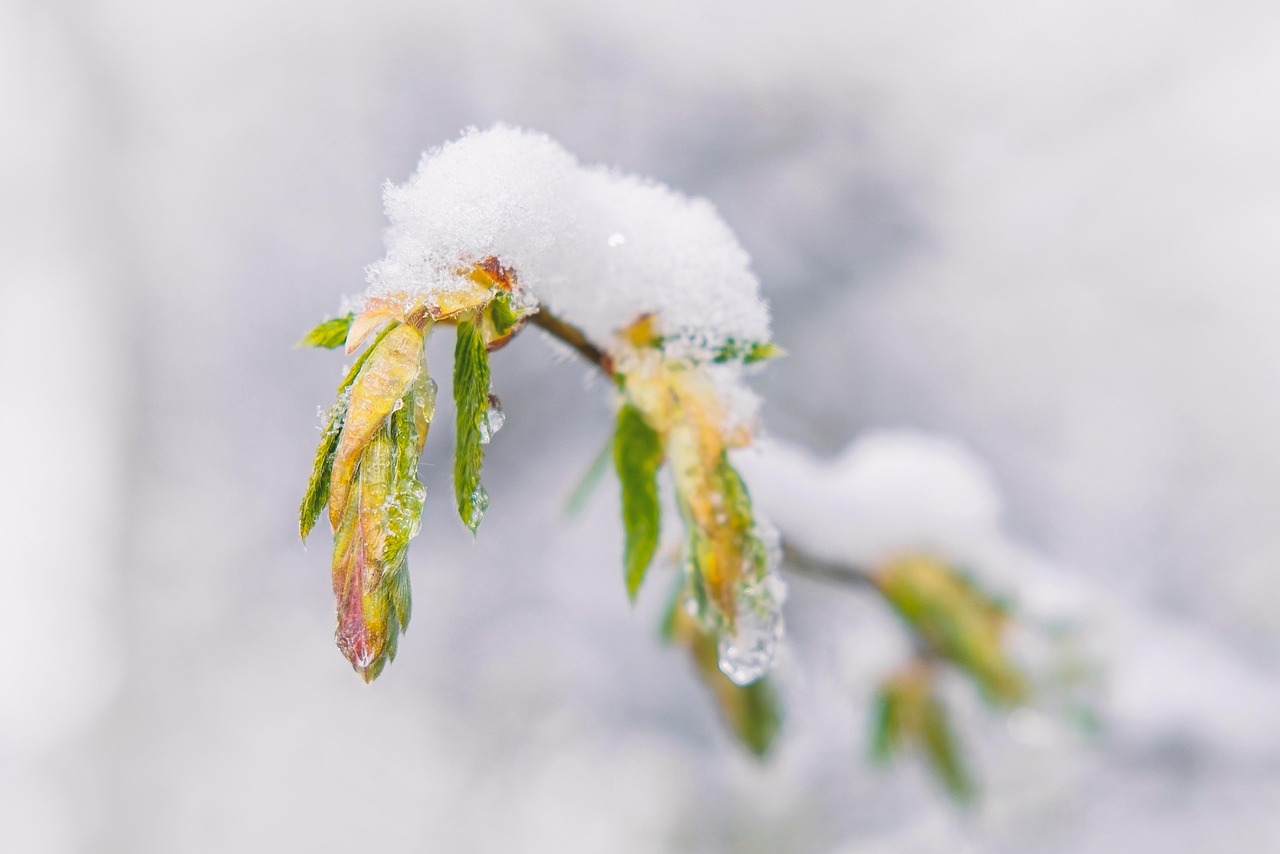서리 눈 식물 - Pixabay의 무료 사진 - Pixabay