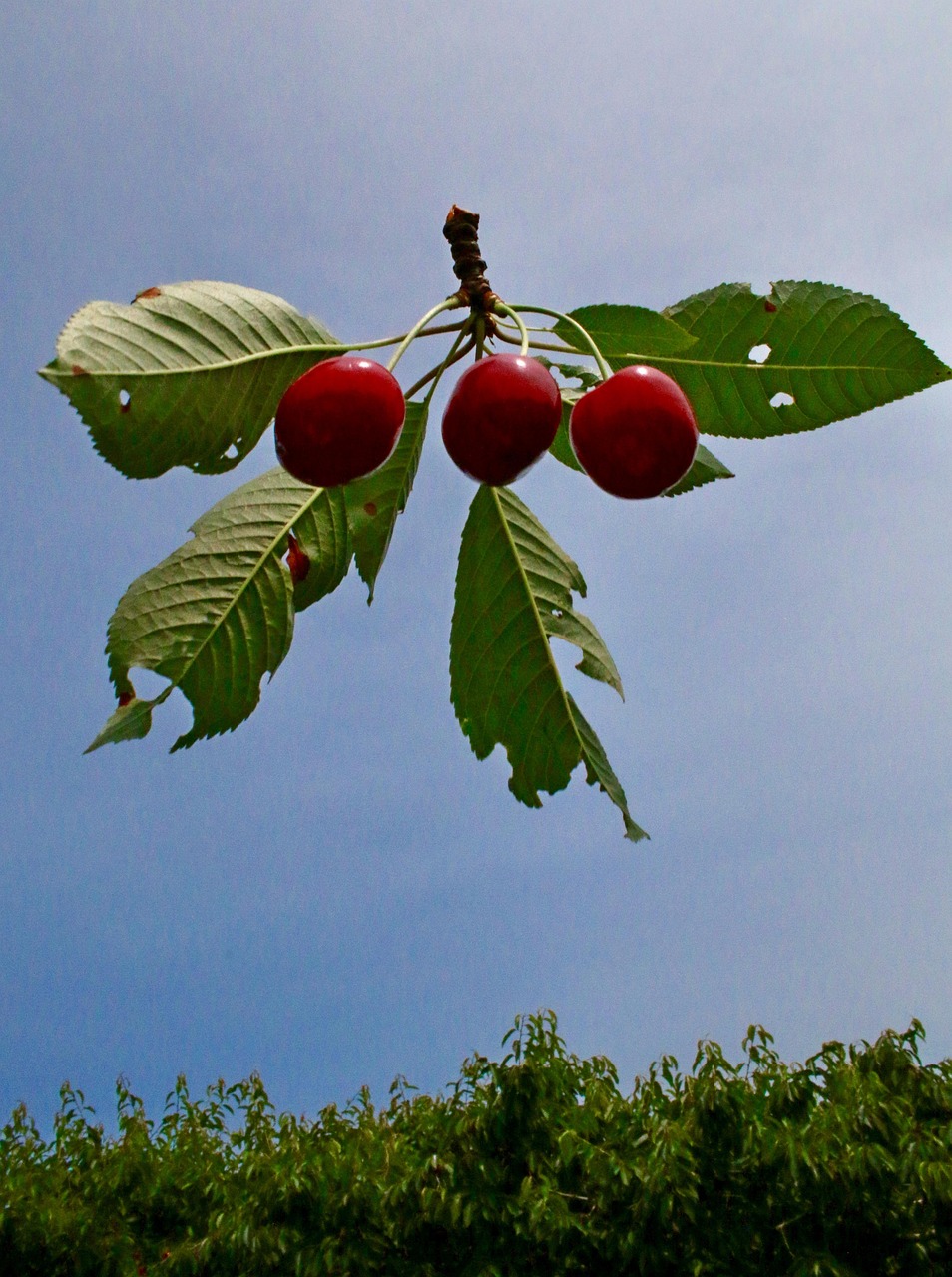 Kirschen Natur Himmel - Kostenloses Foto auf Pixabay - Pixabay Kirschen Natur Himmel - Kostenloses Foto auf Pixabay - Pixabay