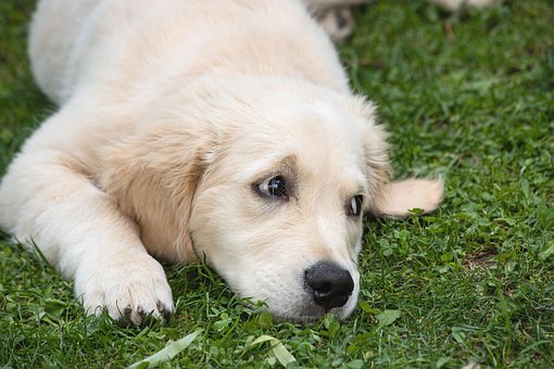 Hund, Golden Retriever, Pattedyr, Dyr