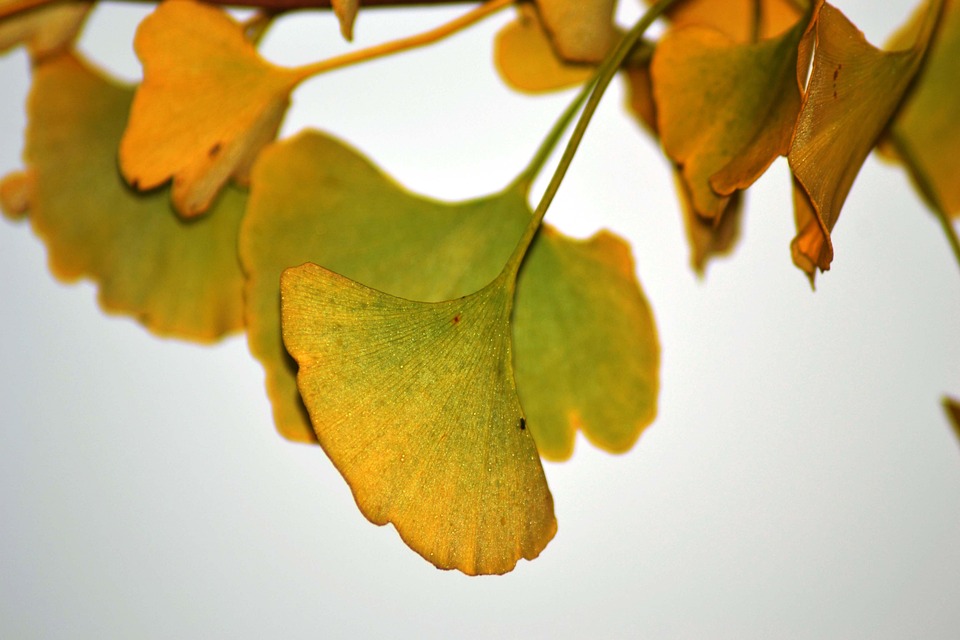 Gingko Leaf Example Leaf Fall Gingko - Free photo on Pixabay - Pixabay