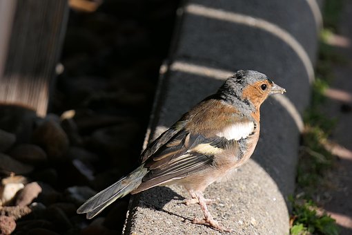Free Woodfinch Bird photo and picture