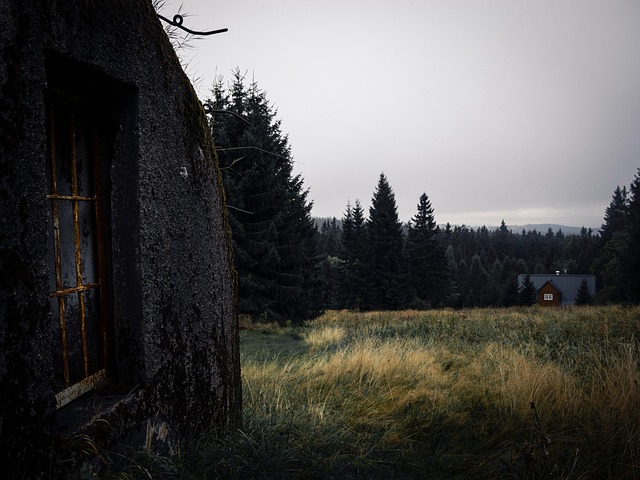 Free Forest Nature photo and picture