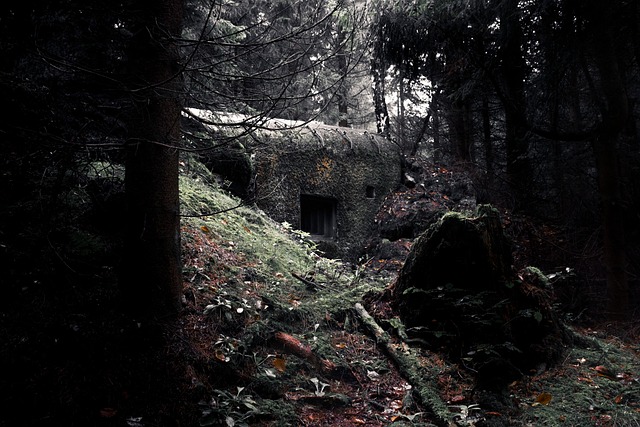 Free Forest Nature photo and picture