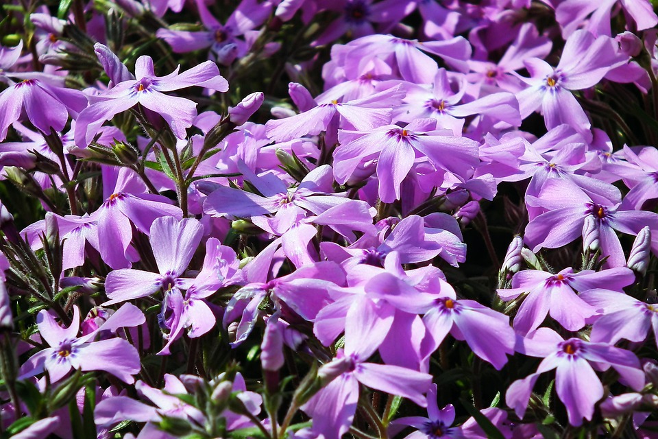 Free Spring Images Violets Flowers Spring Violet - Free photo on Pixabay
