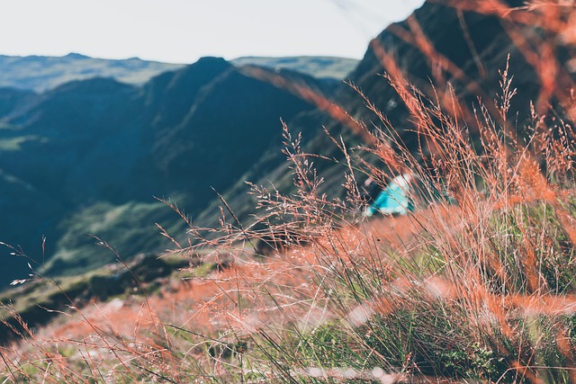 Free Camping Nature photo and picture