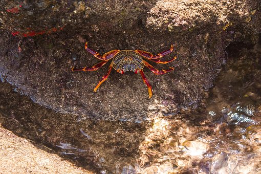 Free Crab Rock photo and picture