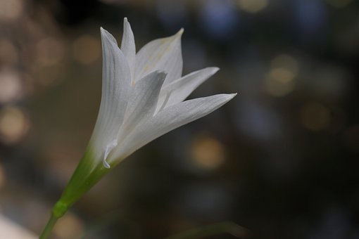 Blomst, Kronblade, Støvdrager, Flora