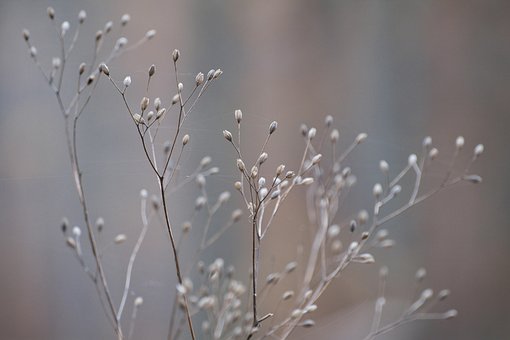 0以上の無料カスミソウ 花画像 Pixabay