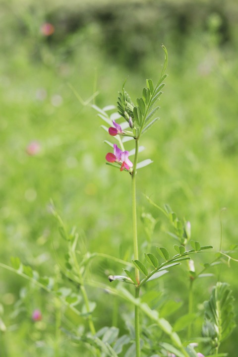 Grass Flowers In Full Bloom - Free photo on Pixabay - Pixabay